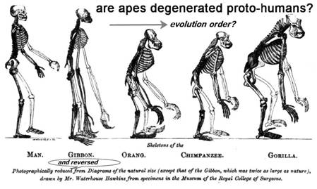 evolution-humans-are-primates.jpg