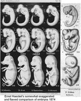 embryo1klein.jpg