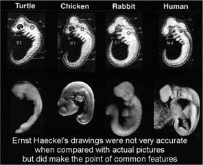 embryofotos.jpg
