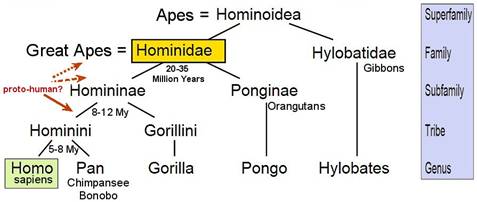 apenprimattree.jpg