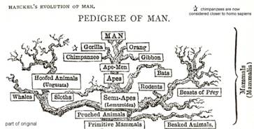 haeckelpedigreeofmanklein.jpg